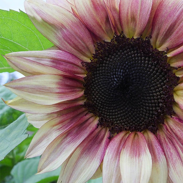 purple sunflower seeds for planting ProCut® Plum F1 Untreated Sunflower Seeds