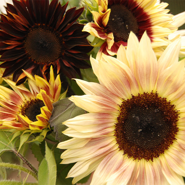 strawberry blonde sunflower seeds Razzmatazz F1 Untreated Sunflower Seeds