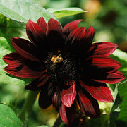 Rouge Royale F1 Untreated Sunflower