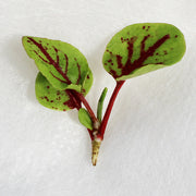 Sorrel Red Panda Untreated Herb/Microgreen