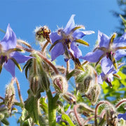 Borage Untreated Herb