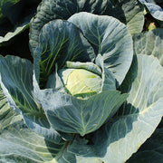 Report F1 Untreated Cabbage