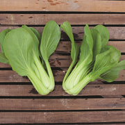 Chifu F1 Untreated Pak Choi