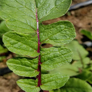 Saisai Purple F1 Untreated Asian Green