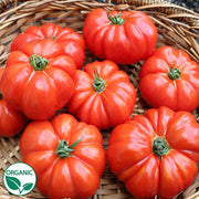 Marsalato F1 Organic Tomato