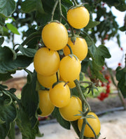 Suncitron F1 Untreated Tomato