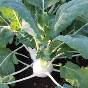 Beas F1 Untreated Kohlrabi