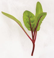 Charbell F1 Untreated Microgreen/Swiss Chard