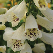 Dalmatian Créme Untreated, Conventional Pellet Foxglove