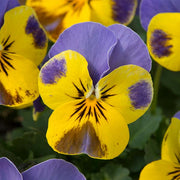 Sorbet® Yellow Blue Jump Up F1 Untreated Viola