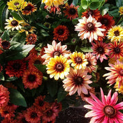 Cherokee Sunset Mix Untreated Rudbeckia