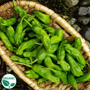 Shishito Organic Pepper