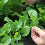 Sparkle Untreated Arugula