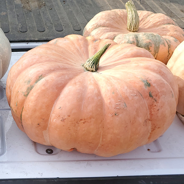 indian pumpkin seeds to plant Indian Doll F1 Treated Pumpkin Seeds