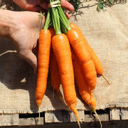 Newhall F1 Untreated Seed, Raw Carrot