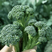 Montebello F1 Untreated Broccoli