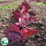 Ruby Red Orach Organic Specialty Green