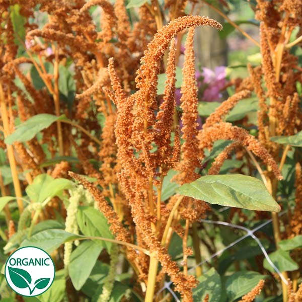 organic amaranth seeds for planting Bulk Amaranthus Seeds - Hot Biscuits