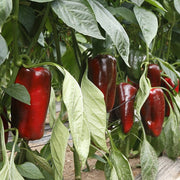 Rio Grande F1 Untreated Pepper