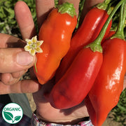 Aji Rico F1 Organic Pepper