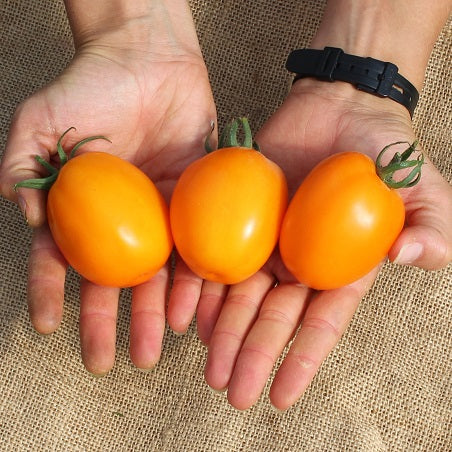 sunrise sauce tomato plant Sunrise Sauce F1 Untreated Tomato Seeds