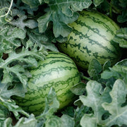 Wild Card Plus F1 Untreated Watermelon