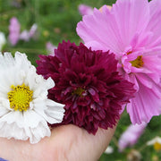 Double Click Mix Untreated Cosmos