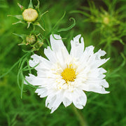 Double Click Snowpuff Untreated Cosmos
