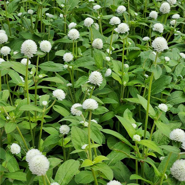vadamalli flower seeds Gomphrena Audray White Seeds - UNTREATED