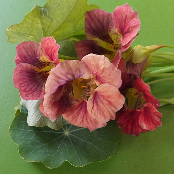nasturtium ladybird rose seeds Ladybird Rose Untreated Nasturtium Seeds