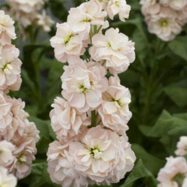 stock flower seeds Katz Apricot Untreated Stock Seeds