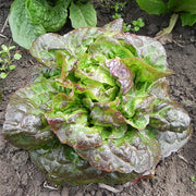 Cegolaine Untreated, NOP-Compliant Pellet, Lettuce