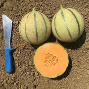 Anna's Charentais F1 Untreated Melon