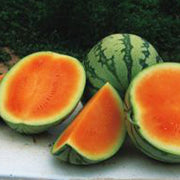 Orange Crisp F1 Untreated Watermelon