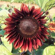 ProCut® Red F1 Untreated Sunflower