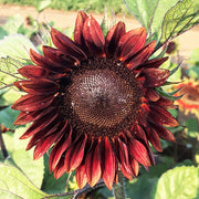 ProCut® Red F1 Untreated Sunflower