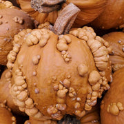 Grizzly Bear F1 Untreated Pumpkin