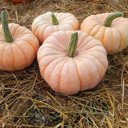 Porcelain Doll F1 Treated Pumpkin Seeds