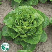 Xiomara Organic, NOP-Compliant Pellet, Lettuce