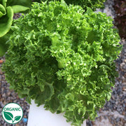 Cristabel Organic, NOP-Compliant Pellet, Lettuce