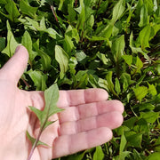 Red Snapper Untreated Spinach