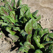 Red Tabby Untreated Spinach