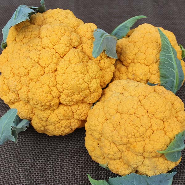 plant clementine seeds Clementine F1 Untreated Cauliflower Seeds