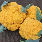 Clementine F1 Untreated Cauliflower