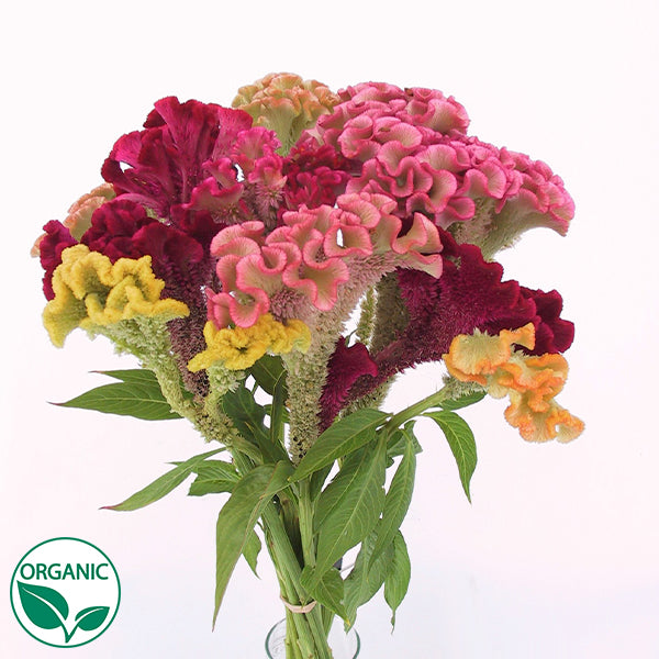 organic cut flower seeds Celosia Supercrest Mix Organic Seed RAW / 250 seeds / Organic