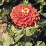 Benary's Giant Coral Untreated Zinnia