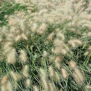 Feathertop Untreated Ornamental Grass