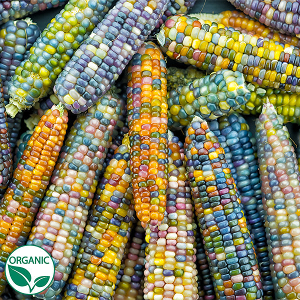 sweet corn seeds for planting Glass Gem Organic Ornamental Corn Seeds
