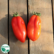 San Marzano Organic Tomato