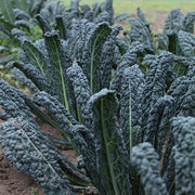 Ebony F1 Untreated Kale